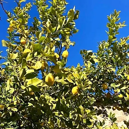 Is Antas Orroli